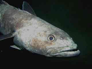 Antarctic toothfish